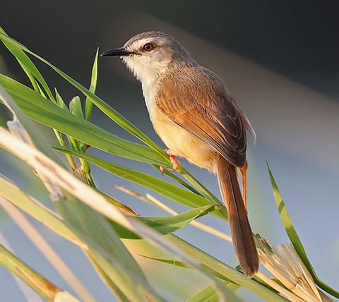Tawny-flanked Prinia